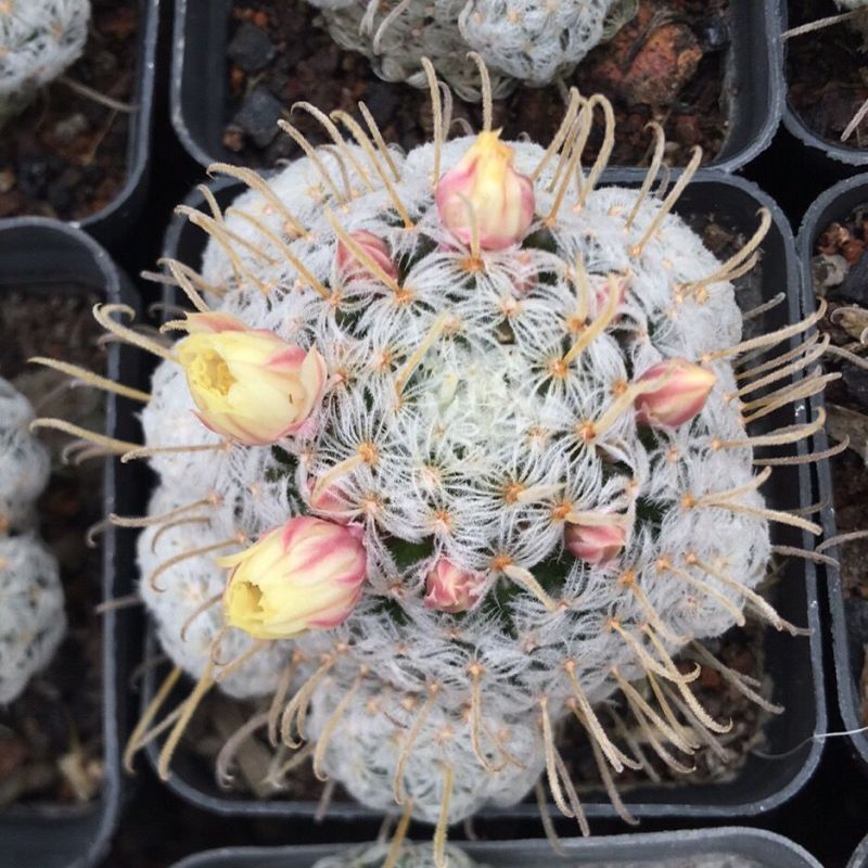 杜威丸仙人球桌面盆栽组盆花卉绿植阳台盆景好养