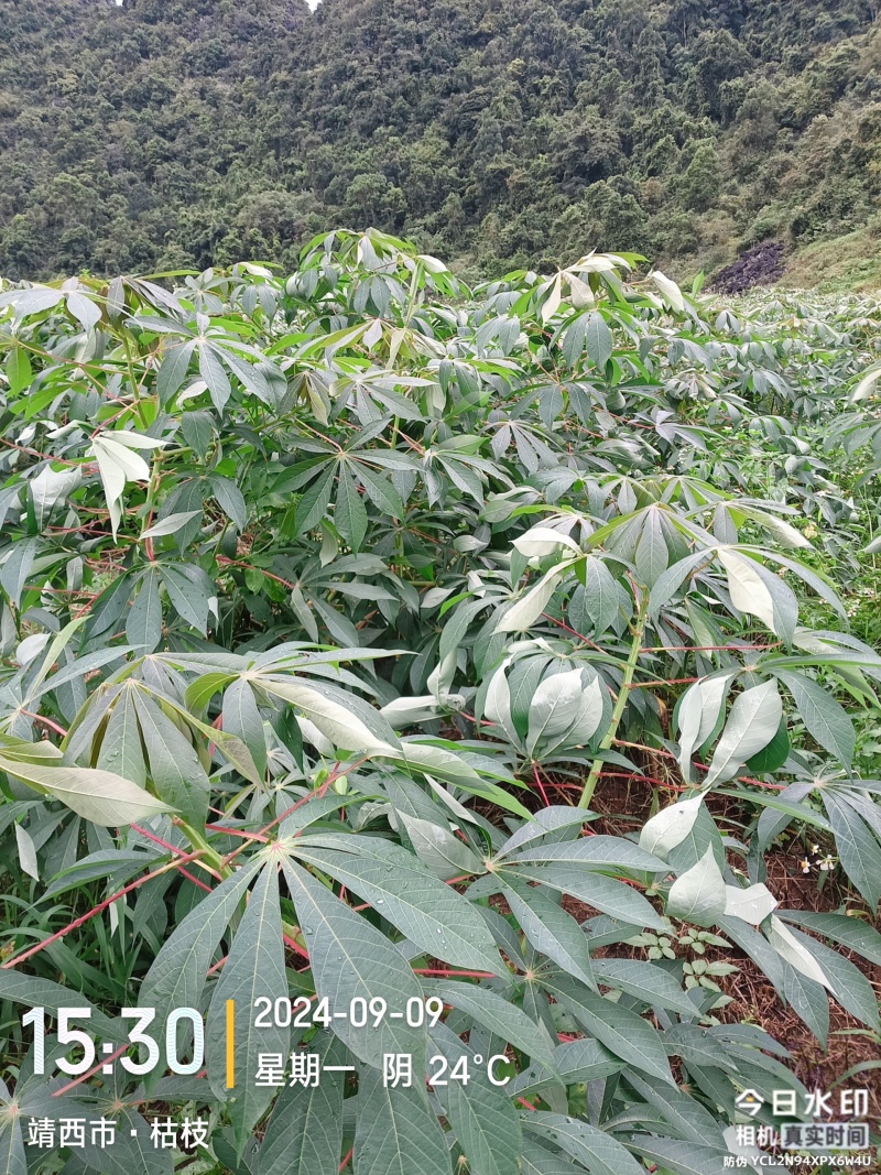 黄心木薯，华南九号