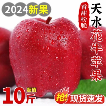 甘肃天水花牛苹果新鲜水果一件代发社区团购水果摊贩直供