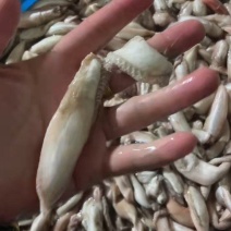 敏鱼胶