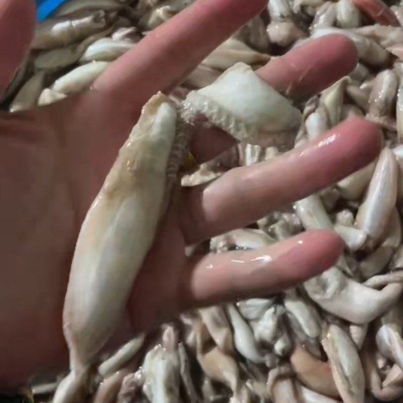 敏鱼胶