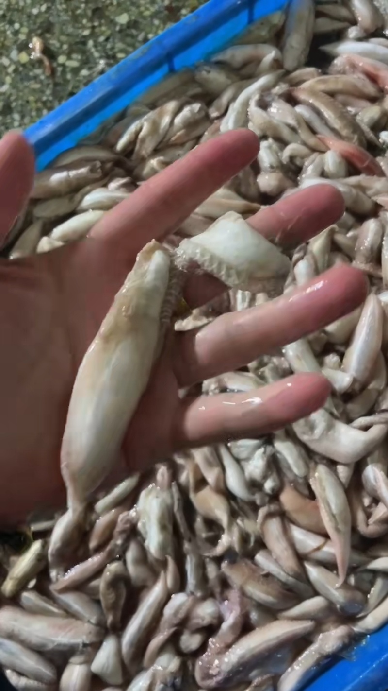 敏鱼胶