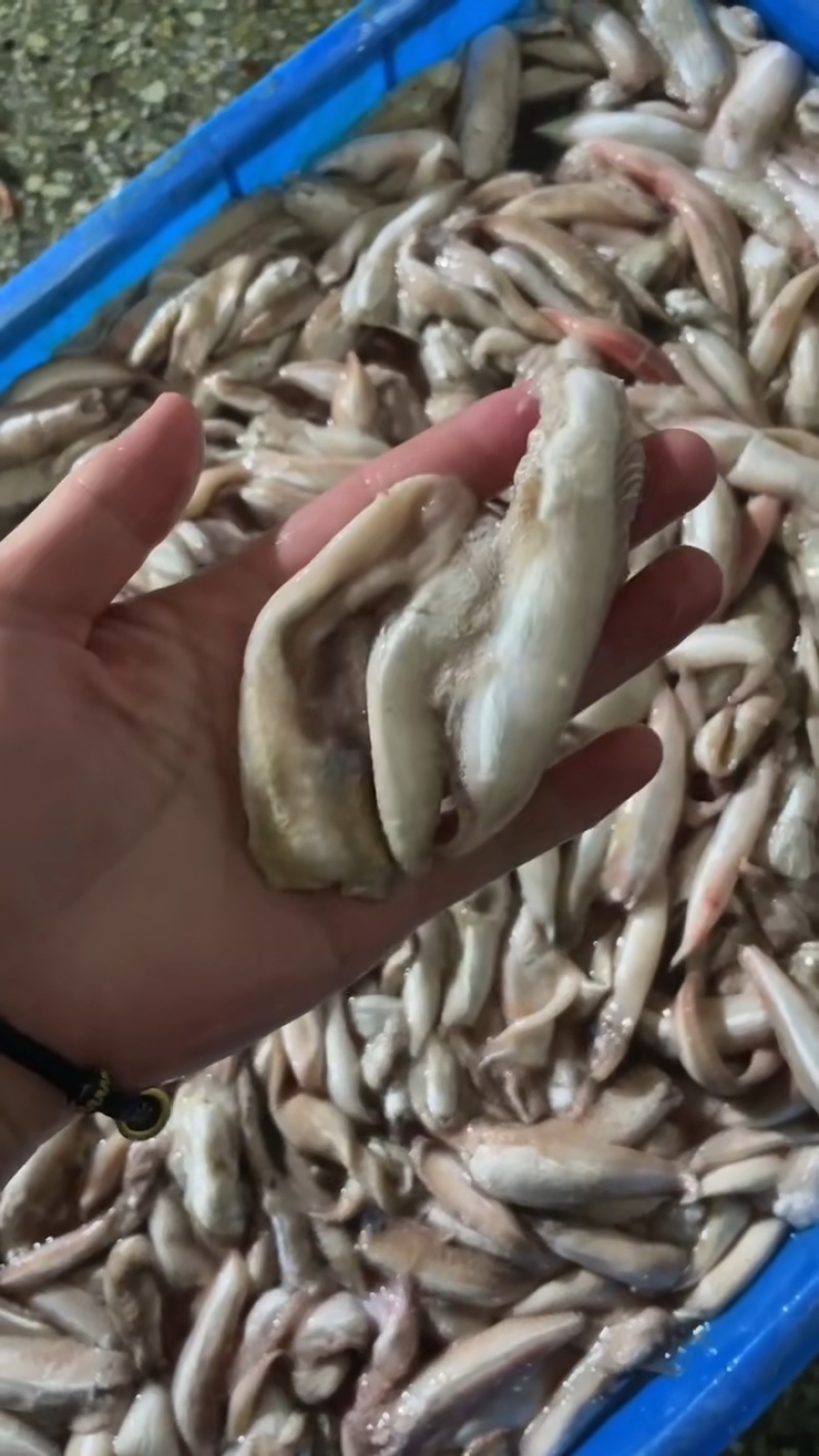 敏鱼胶