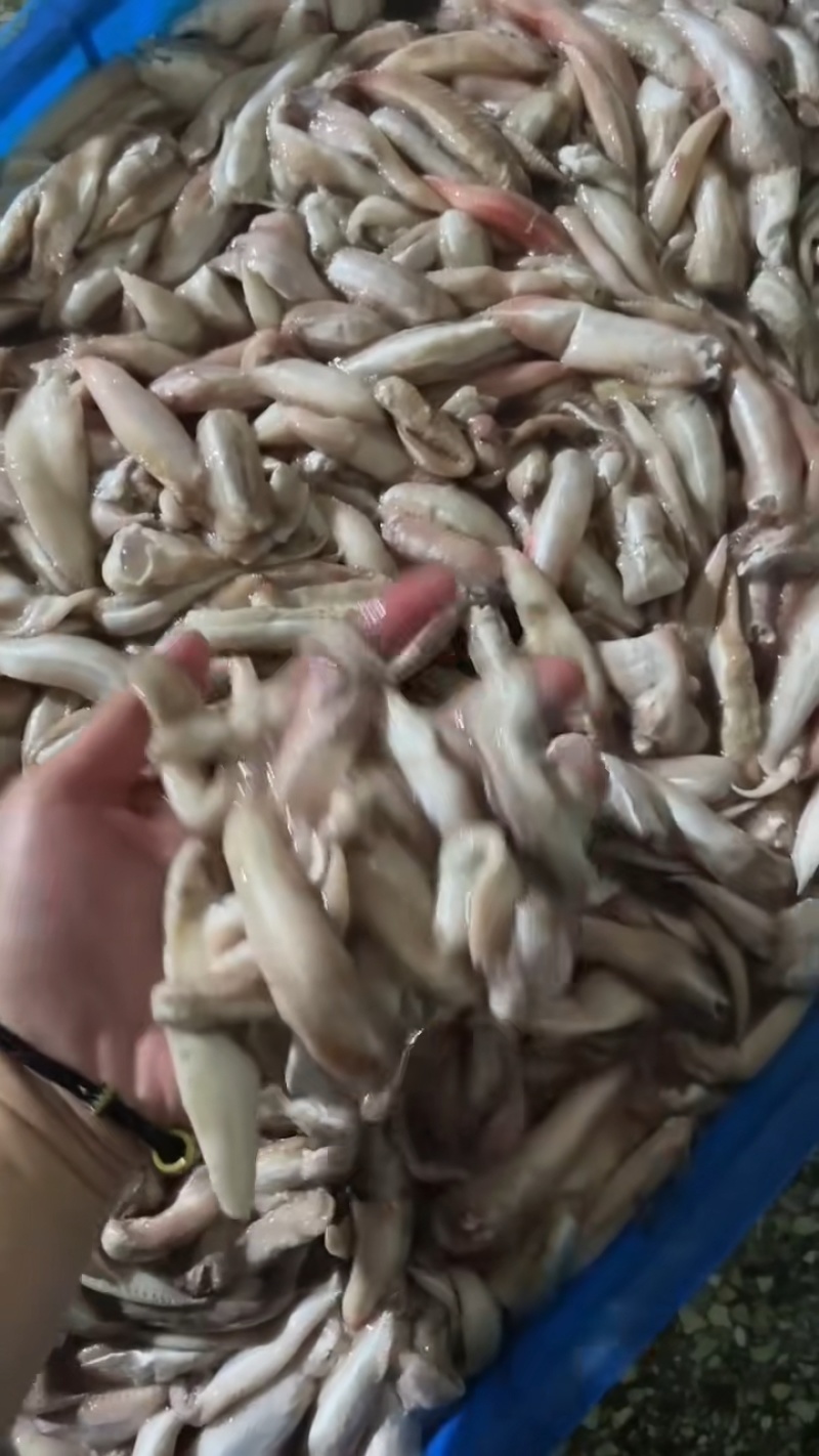 敏鱼胶