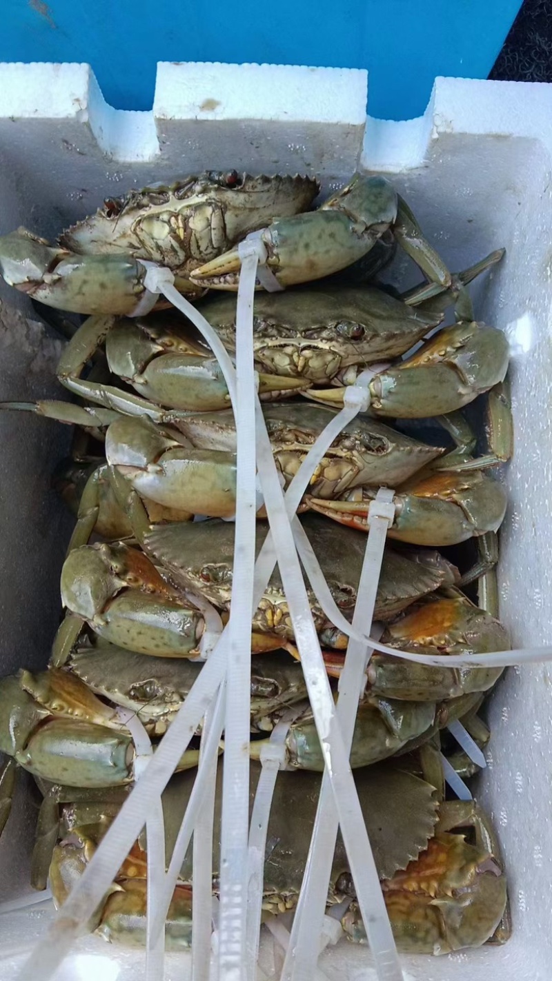 温州西门岛青蟹