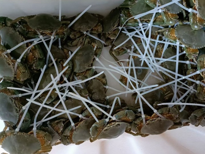 温州西门岛青蟹