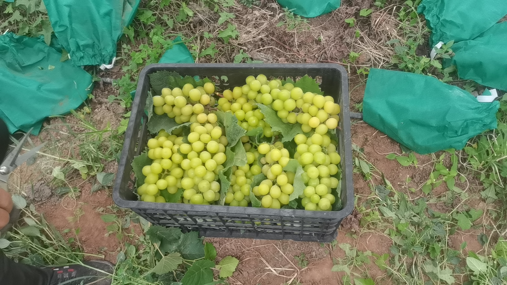 阳光玫瑰葡萄丰收场景