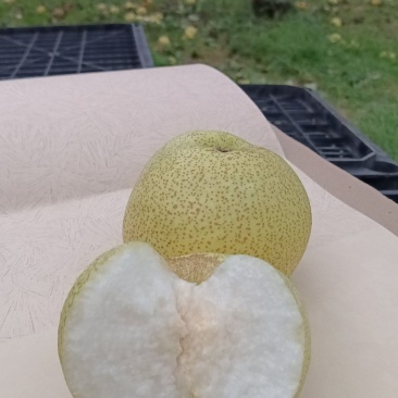 酥梨大量上市，皮薄多计，价钱合适