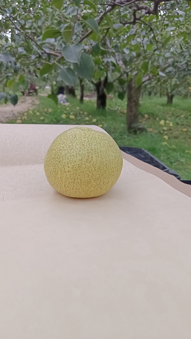 酥梨大量上市，皮薄多计，价钱合适