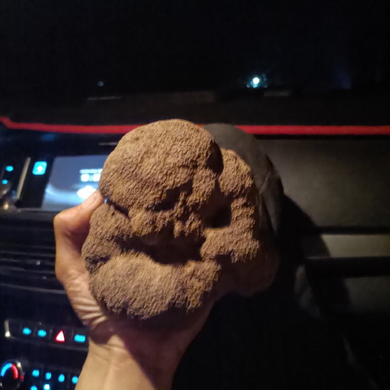 河北黑松露