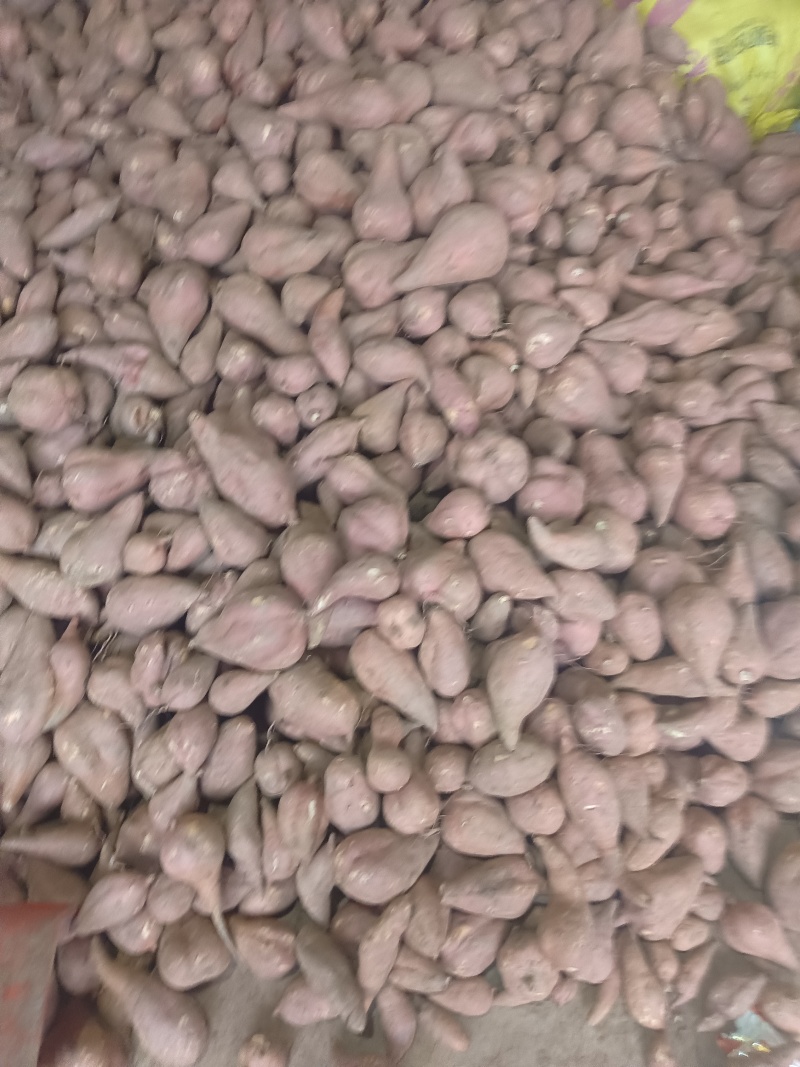 西瓜红红薯，食味优，耐储存，甜度高，无筋无丝