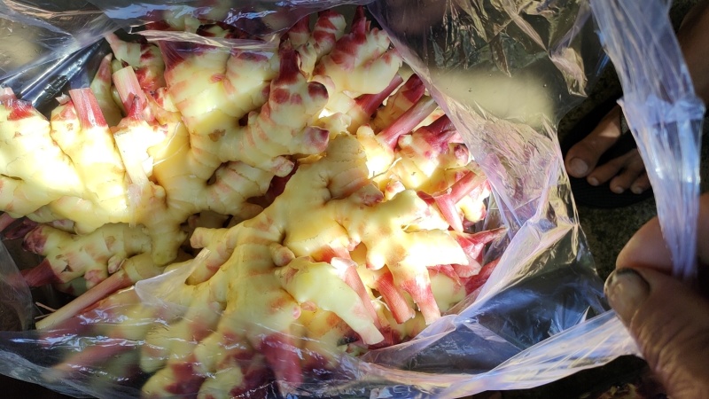 水洗红芽嫩姜，种子姜库存姜，货源充足