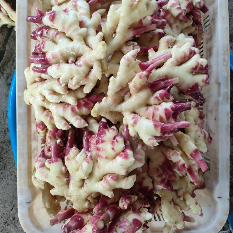 水洗红芽嫩姜，种子姜库存姜，货源充足