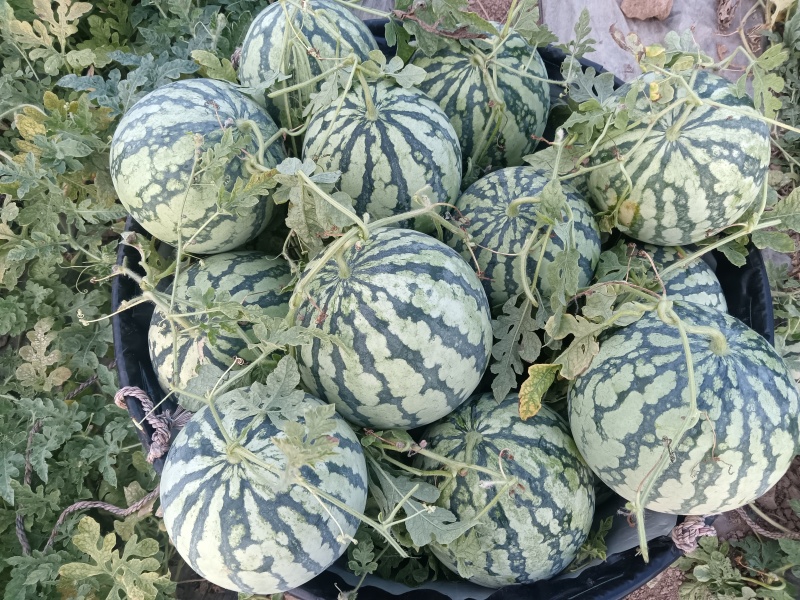 二茬瓜美都