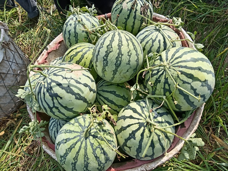 二茬瓜美都