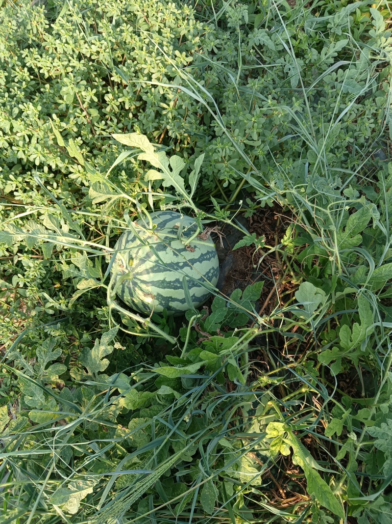 二茬瓜美都