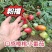 粉禧口感樱桃小红番茄苗/保质保量/成熟价值高/基地直发