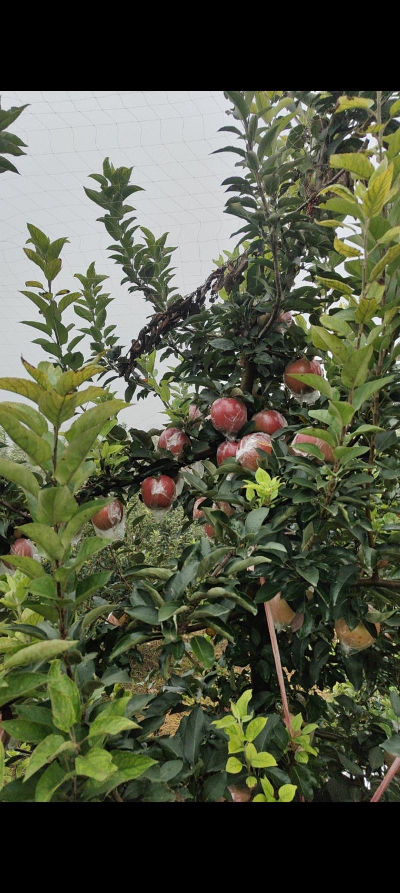 红星苹果膜袋红星