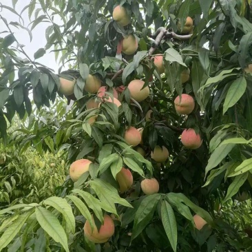 永莲蜜桃大量上市
