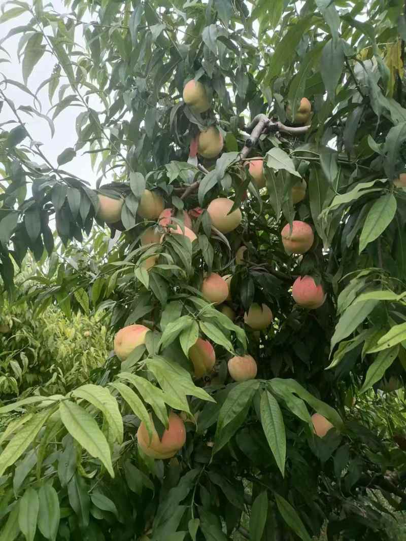 永莲蜜桃大量上市