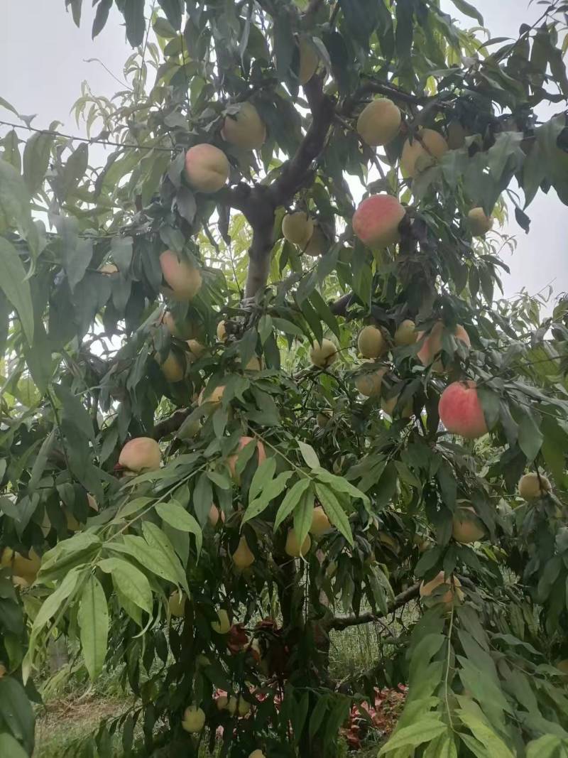 永莲蜜桃大量上市