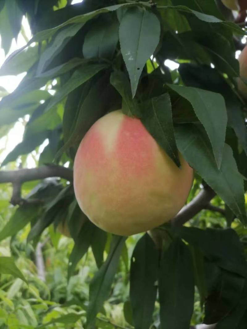 永莲蜜桃大量上市