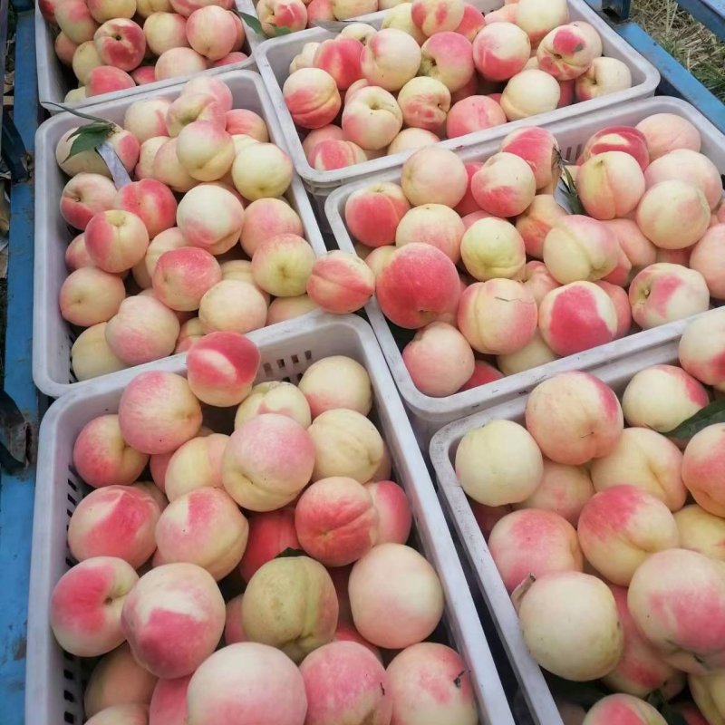 永莲蜜桃大量上市