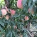 永莲蜜桃大量上市