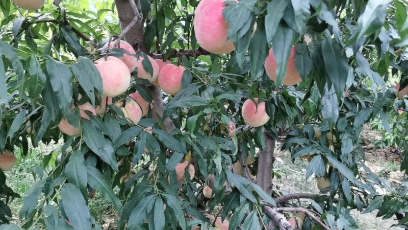 永莲蜜桃大量上市
