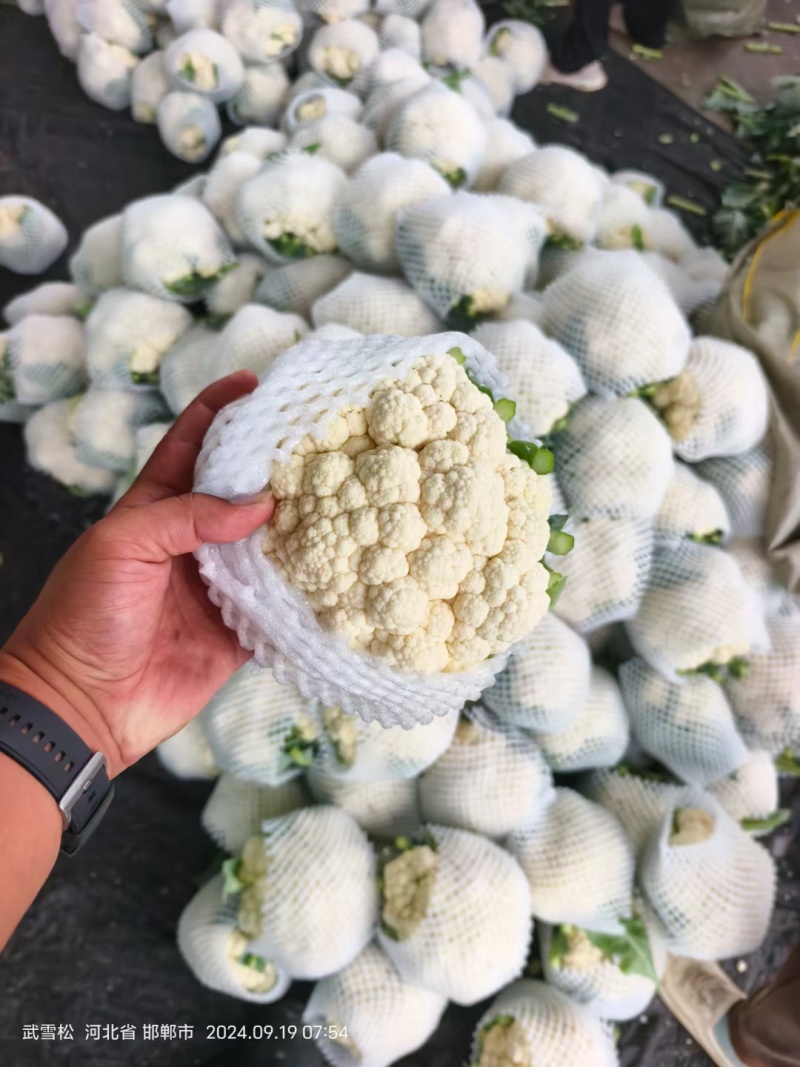 实花菜，白实花，产区大量有货！花面白干净！