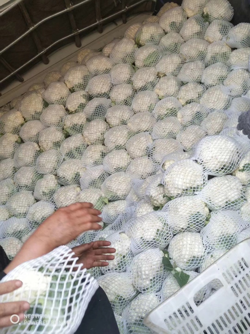 实花菜，白实花，产区大量有货！花面白干净！