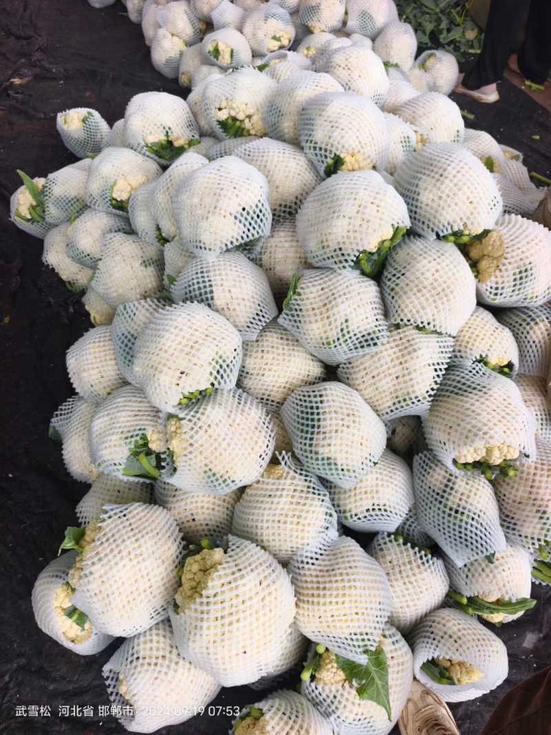 实花菜，白实花，产区大量有货！花面白干净！