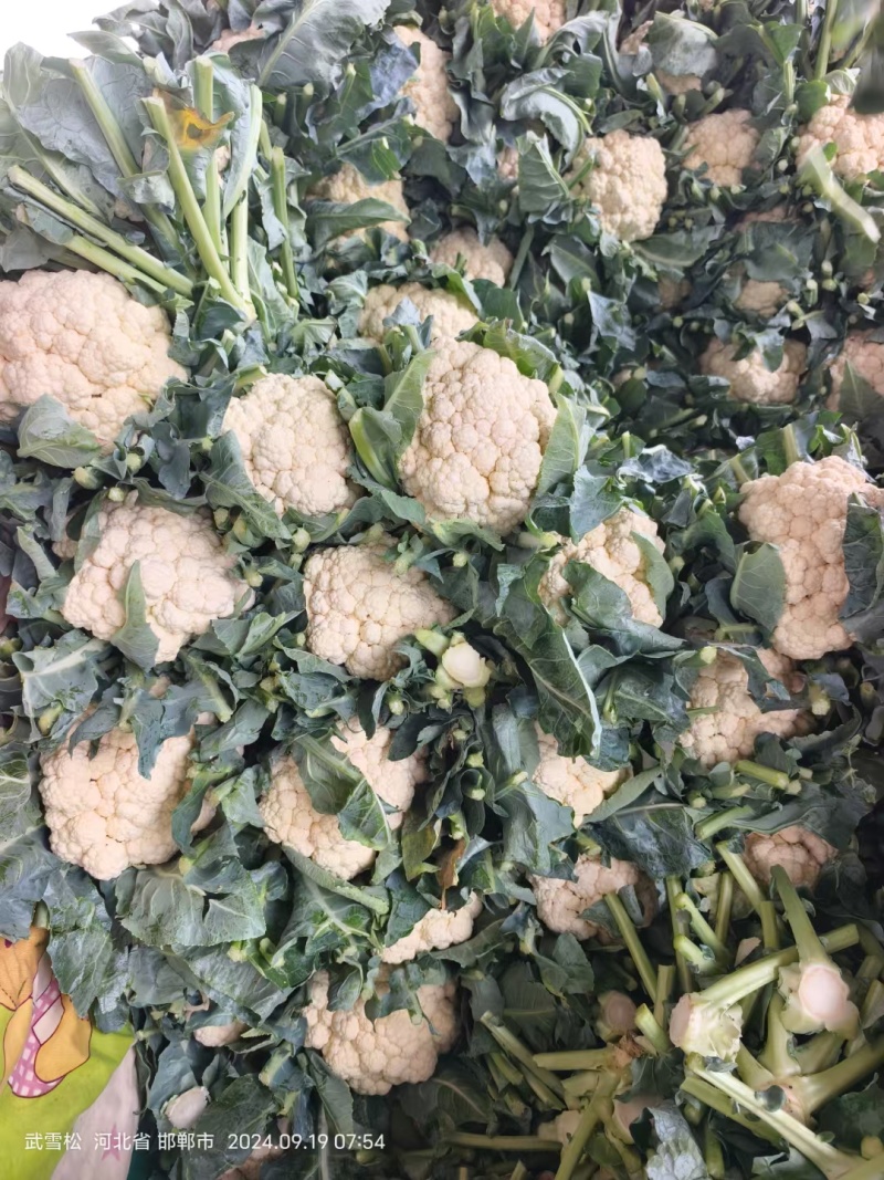 实花菜，白实花，产区大量有货！花面白干净！