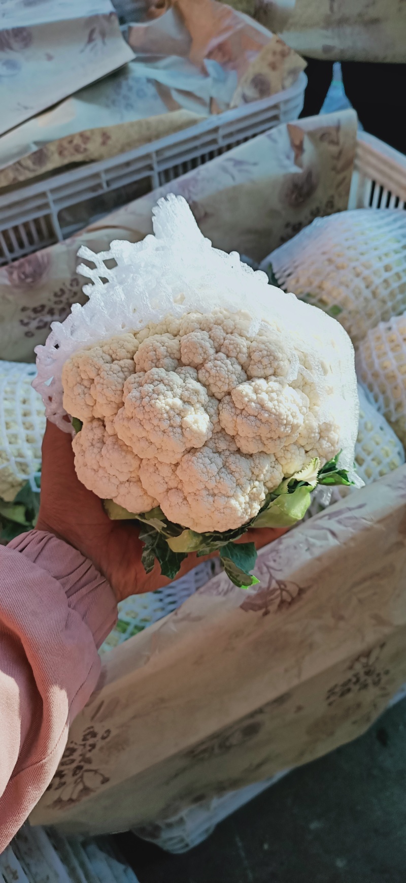 实花菜，白实花，产区大量有货！花面白干净！