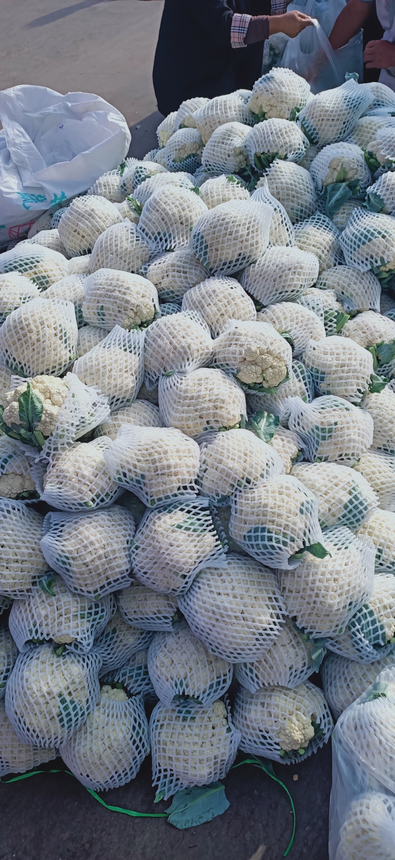 实花菜，白实花，产区大量有货！花面白干净！