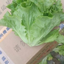生菜！产地直发！保质保量！电联视频！欢迎订购！