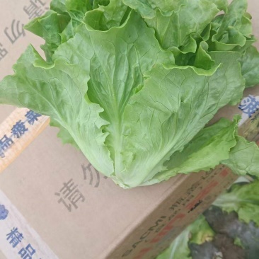 生菜！产地直发！保质保量！电联视频！欢迎订购！