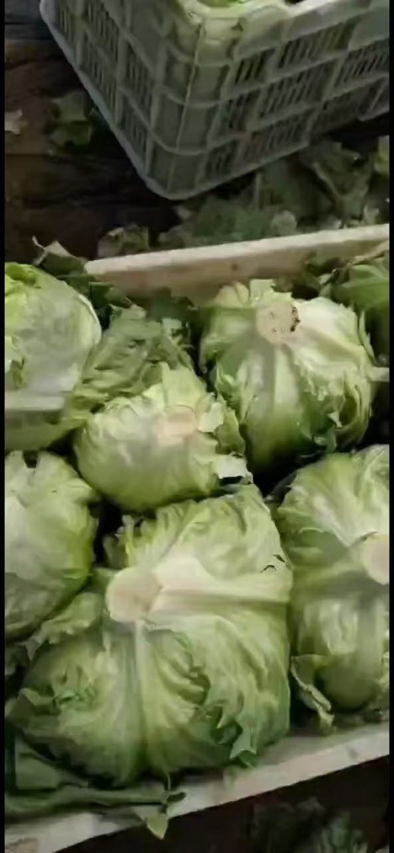 生菜！产地直发！保质保量！电联视频！欢迎订购！
