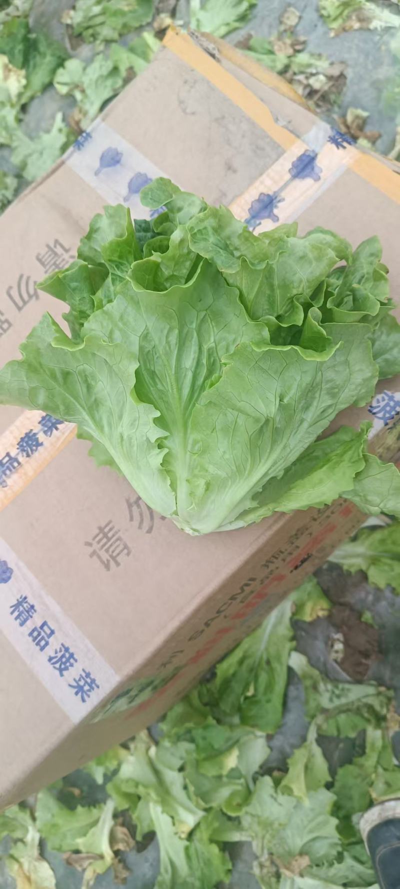生菜！产地直发！保质保量！电联视频！欢迎订购！