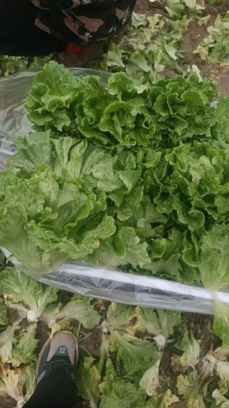 生菜！产地直发！保质保量！电联视频！欢迎订购！