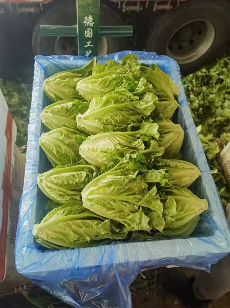 生菜！产地直发！保质保量！电联视频！欢迎订购！