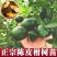 广东新会柑，陈皮果，基地发货，品质保证。