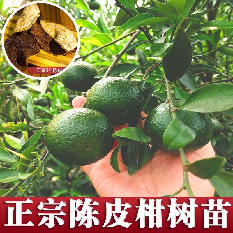广东新会柑，陈皮果，基地发货，品质保证。