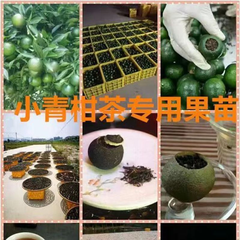 广东新会柑，陈皮果，基地发货，品质保证。