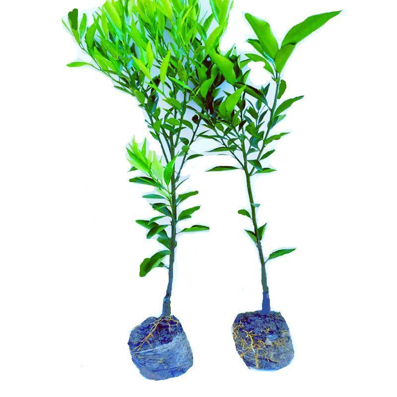 广东新会柑，陈皮果，基地发货，品质保证。