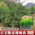 广东新会柑，陈皮果，基地发货，品质保证。