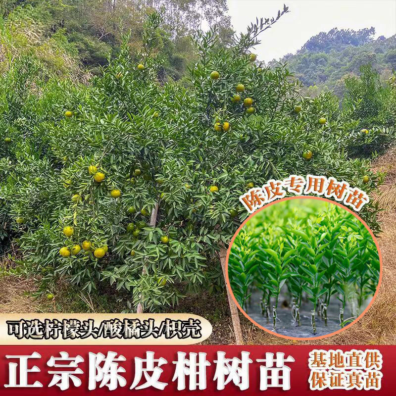 广东新会柑，陈皮果，基地发货，品质保证。