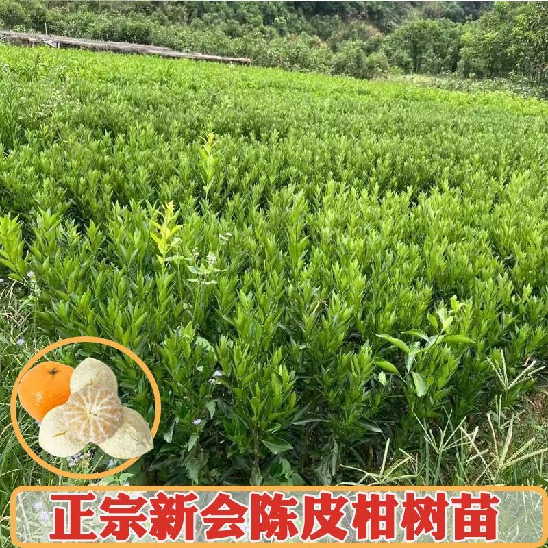 广东新会柑，陈皮果，基地发货，品质保证。