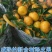 广东新会柑，陈皮果，基地发货，品质保证。