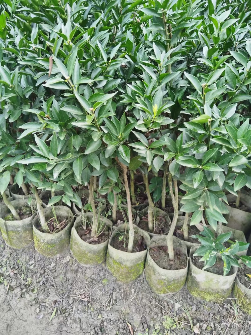 广东新会柑，陈皮果，基地发货，品质保证。